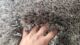 Grey shaggy rug MPS 05 for home decor, 80x200cm