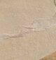 Handmade rugs by Ramsha Home رمشا المنزل with luxury craftsmanship for stylish interiors